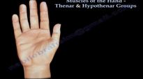 Muscles Of The Hand Thenar & Hypothenar Groups  Everything You Need To Know  Dr. Nabil Ebraheim