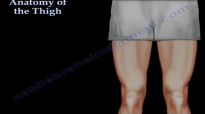 Anatomy Of The Thigh  Everything You Need To Know  Dr. Nabil Ebraheim