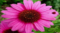 Echinacea Herb Health Benefits