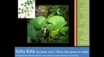 Gotu Kola benefitsHeres The Real Truth About Gotu Kola
