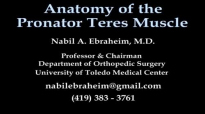 Anatomy Of The Pronator Teres Muscle  Everything You Need To Know  Dr. Nabil Ebraheim