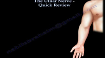 The Ulnar Nerve Review  Everything You Need To Know  Dr. Nabil Ebraheim