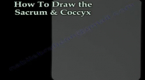 Sacrum & Coccyx anatomy  Everything You Need To Know  Dr. Nabil Ebraheim