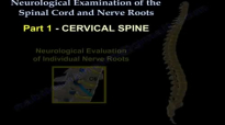 Neurological Examination Of Nerve Roots Part 1  Everything You Need To Know  Dr. Nabil Ebraheim