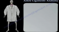 Ankle Ligaments Anatomy  Everything You Need To Know  Dr. Nabil Ebraheim