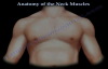 Muscle Anatomy Of The Neck  Everything You Need To Know  Dr. Nabil Ebraheim