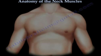 Muscle Anatomy Of The Neck  Everything You Need To Know  Dr. Nabil Ebraheim