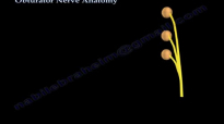 Obturator Nerve Anatomy  Everything You Need To Know  Dr. Nabil Ebraheim