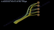 Posterior Cutaneous Nerve Of The Thigh  Everything You Need To Know  Dr. Nabil Ebraheim