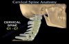 Cervical Spine Anatomy  Everything You Need To Know  Dr. Nabil Ebraheim
