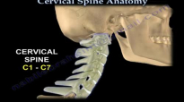 Cervical Spine Anatomy  Everything You Need To Know  Dr. Nabil Ebraheim