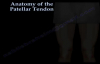 Anatomy Of The Patellar Tendon  Everything You Need To Know  Dr. Nabil Ebraheim