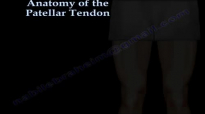 Anatomy Of The Patellar Tendon  Everything You Need To Know  Dr. Nabil Ebraheim
