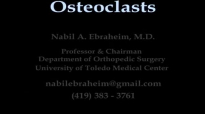 Osteoclasts  Everything You Need To Know  Dr. Nabil Ebraheim