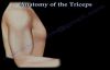Anatomy Of The Triceps  Everything You Need To Know  Dr. Nabil Ebraheim