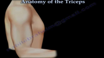 Anatomy Of The Triceps  Everything You Need To Know  Dr. Nabil Ebraheim