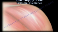 Blood Supply Of The Proximal Humerus  Everything You Need To Know  Dr. Nabil Ebraheim