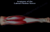 Anatomy Of The Lateral Plantar Nerve  Everything You Need To Know  Dr. Nabil Ebraheim