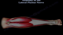 Anatomy Of The Lateral Plantar Nerve  Everything You Need To Know  Dr. Nabil Ebraheim
