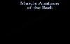 Muscle Anatomy Of The Trunk  Everything You Need To Know  Dr. Nabil Ebraheim