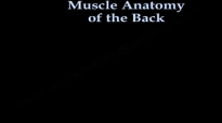 Muscle Anatomy Of The Trunk  Everything You Need To Know  Dr. Nabil Ebraheim