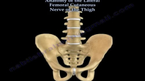 Anatomy Lateral Femoral Cutaneous Nerve Of Thigh  Everything You Need To Know  Dr. Nabil Ebraheim