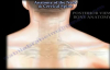 Anatomy Of The Neck & Cervical Spine  Everything You Need To Know  Dr. Nabil Ebraheim