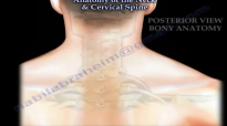 Anatomy Of The Neck & Cervical Spine  Everything You Need To Know  Dr. Nabil Ebraheim