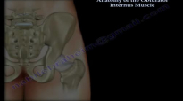 Anatomy Of The Obturator Internus Muscle  Everything You Need To Know  Dr. Nabil Ebraheim
