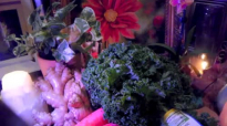 Benefits of Juicing KaleAntiCancer Green Juice Blend! AntiAging Skin Tightening Kale!