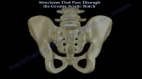 Structures Passing Through Greater Sciatic Notch  Everything You Need To Know  Dr. Nabil Ebraheim