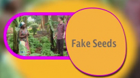 Feke Seeds! Kansiime Anne. African Comedy.mp4