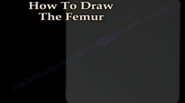 The Femur, how to draw it Everything You Need To Know  Dr. Nabil Ebraheim