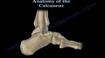 Anatomy Of The Calcaneus  Everything You Need To Know  Dr. Nabil Ebraheim