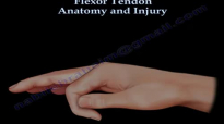 Flexor Tendon Anatomy And Injury  Everything You Need To Know  Dr. Nabil Ebraheim