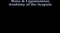 Bony & Ligmentous Anatomy Of The Scapula  Everything You Need To Know  Dr. Nabil Ebraheim