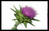 Blessed Thistle Health Benefits