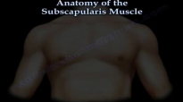 Anatomy Of The Subscapularis Muscle  Everything You Need To Know  Dr. Nabil Ebraheim