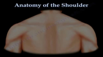 Anatomy of the Shoulder  Everything You Need To Know  Dr. Nabil Ebraheim