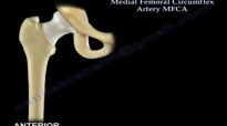 Medial Femoral Circumflex Artery  Everything You Need To Know  Dr. Nabil Ebraheim