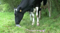 Why take Sheep Placenta