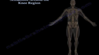 Sensations Around The Knee Region  Everything You Need To Know  Dr. Nabil Ebraheim
