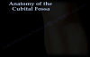 Anatomy Of The Cubital Fossa  Everything You Need To Know  Dr. Nabil Ebraheim