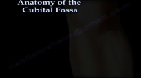 Anatomy Of The Cubital Fossa  Everything You Need To Know  Dr. Nabil Ebraheim