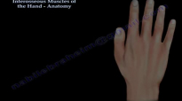 Interosseous Muscles Of The Hand Anatomy  Everything You Need To Know  Dr. Nabil Ebraheim