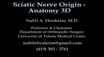 Sciatic Nerve , Anatomy , 3D animation  Everything You Need To Know  Dr. Nabil Ebraheim