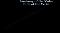 Anatomy Of The Volar Side Of The Wrist  Everything You Need To Know  Dr. Nabil Ebraheim