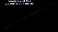 Anatomy Of The Quadriceps  Everything You Need To Know  Dr. Nabil Ebraheim