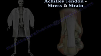 Achilles Tendon Stress & Strain  Everything You Need To Know  Dr. Nabil Ebraheim