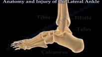 Anatomy and injuries of The Lateral Ankle  Everything You Need To Know  Dr. Nabil Ebraheim